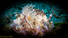 Carminodoris estrelyado