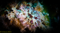 Carminodoris estrelyado