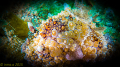 Carminodoris estrelyado