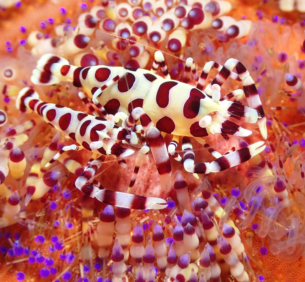 Periclimenes