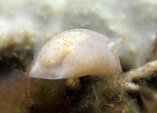 Sagaminopteron bilealbum observed 2026-02-22
