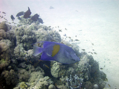 Pomacanthus maculosus