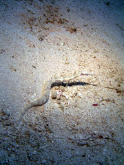 Corythoichthys schultzi