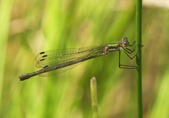 Lestes sponsa