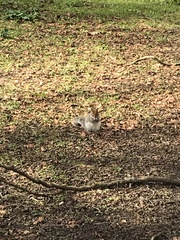 Sciurus carolinensis