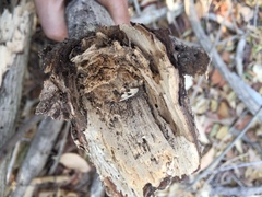 Microcerotermes