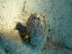 Pinctada margaritifera