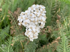 Achillea millefolium