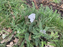 Achillea millefolium