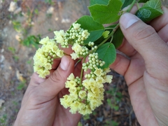 Cordia alba
