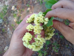 Cordia alba