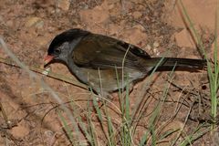 Sylvia nigricapillus