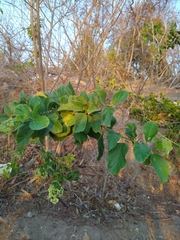 Cordia alba