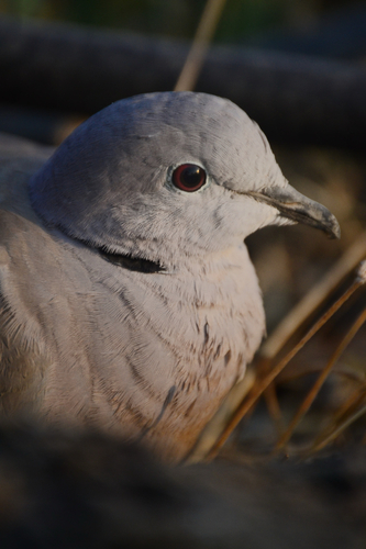 Eurasian Collared-Dove