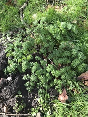 Anthriscus sylvestris