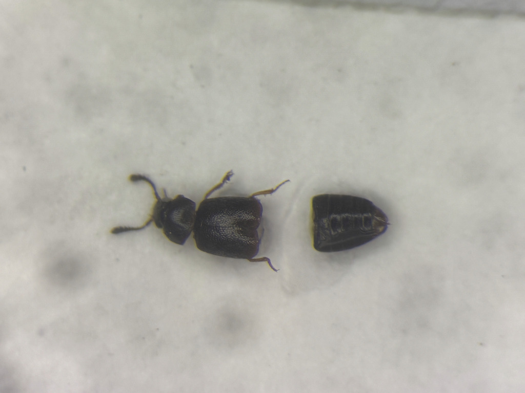 Staph beetle