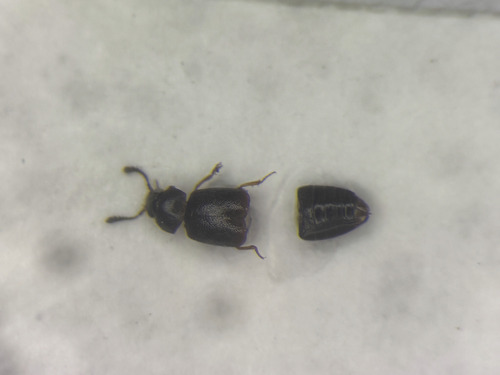 Staph beetle