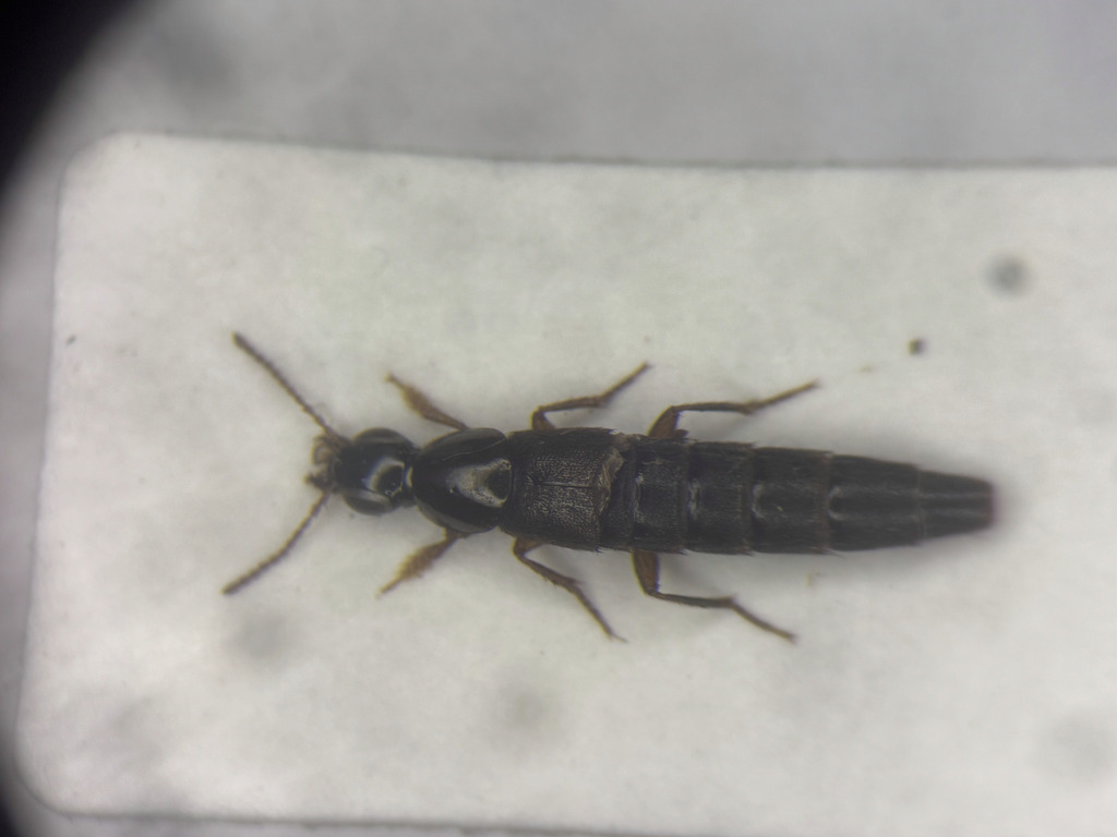 Staph beetle