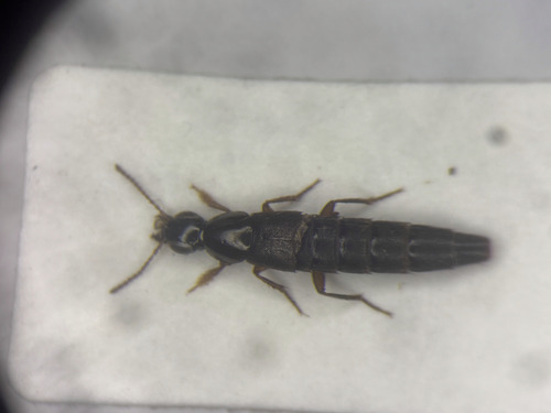 Staph beetle