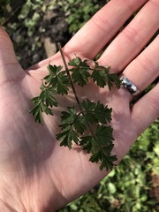 Anthriscus sylvestris