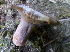 Lactarius mammosus