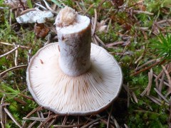 Lactarius mammosus
