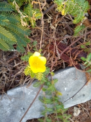 Tribulus cistoides