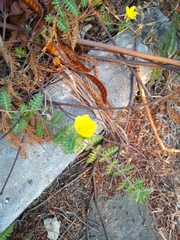 Tribulus cistoides
