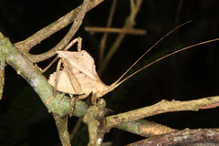 Typophyllum inflatum