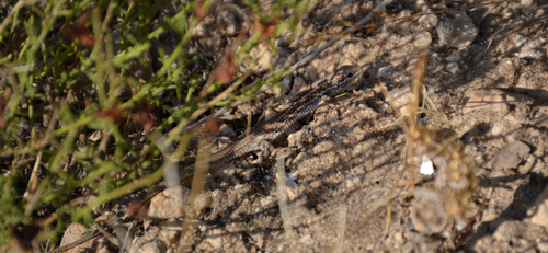 Western Snake-eyed Lizard