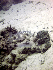 Cyclichthys spilostylus