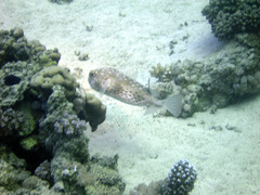 Cyclichthys spilostylus