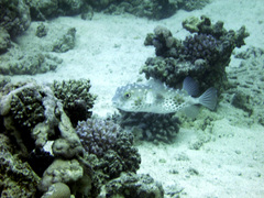 Cyclichthys spilostylus