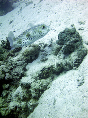 Cyclichthys spilostylus