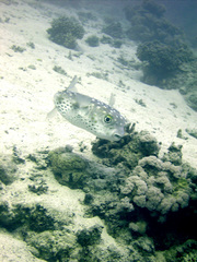 Cyclichthys spilostylus