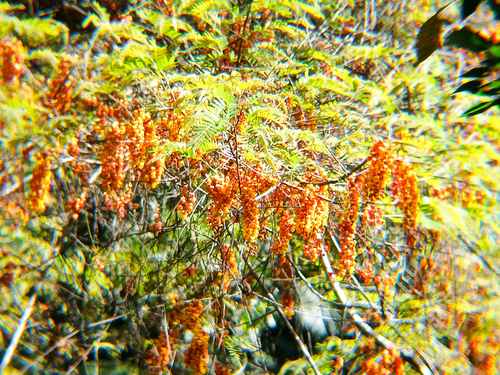 Cassia moschata observed 2026-03-14