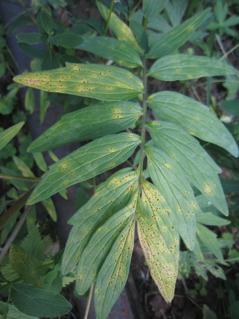 Uromyces valerianae