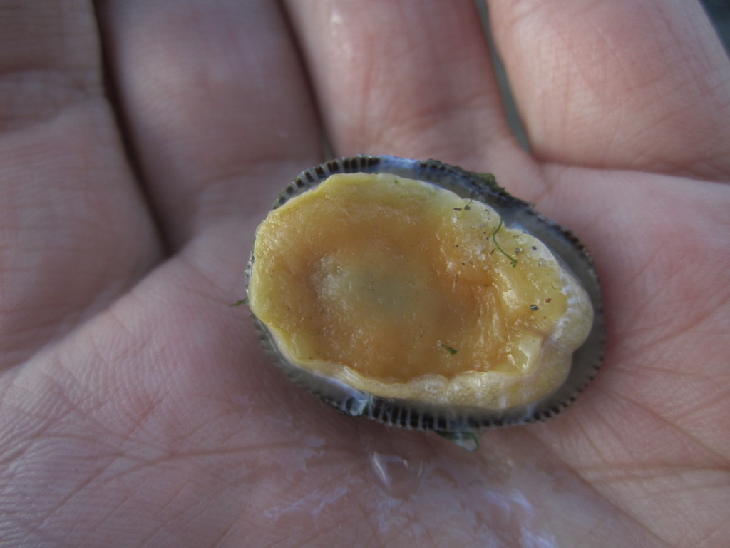 striped false limpet