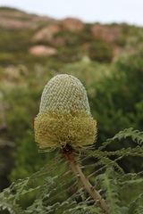 Banksia speciosa