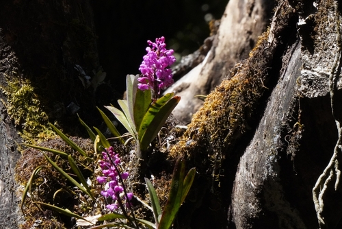 Aerides ringens observed 2026-03-10