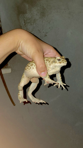 Mauritanian Toad