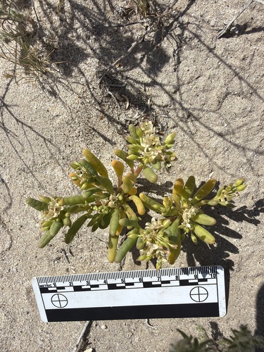 desert rockpurslane (Cistanthe ambigua)
