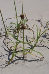 Cyperus brevis