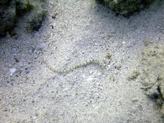 Corythoichthys flavofasciatus