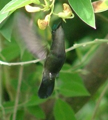 Orthorhyncus cristatus