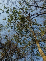 Sterculia apetala