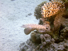 Parapercis hexophtalma