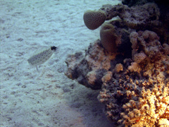 Parapercis hexophtalma