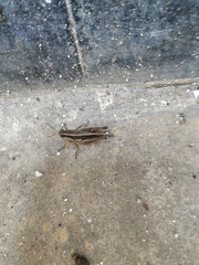 Dichroplus elongatus