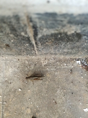 Dichroplus elongatus